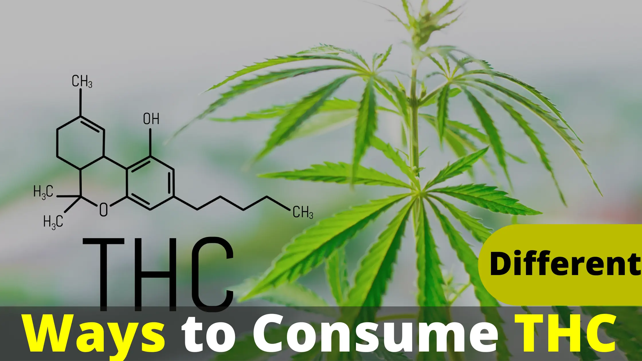 The Different Ways To Consume THC - Complete Guide